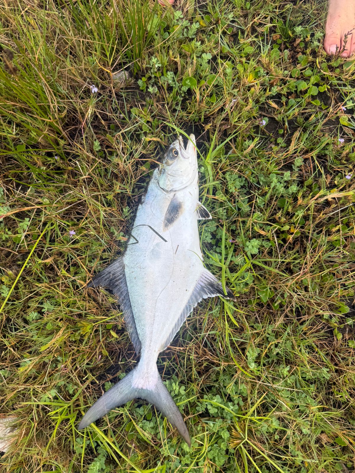 A freshly caught fish lying on the grass at the lagoon edge